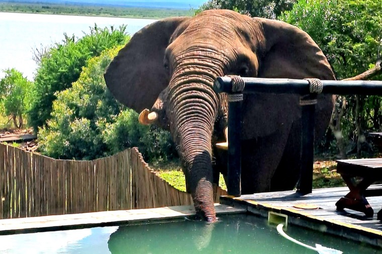 Elephant drinking from the lodge pool