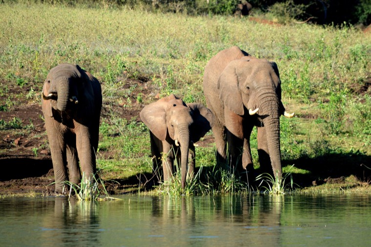 Elephant family at the lakeshore