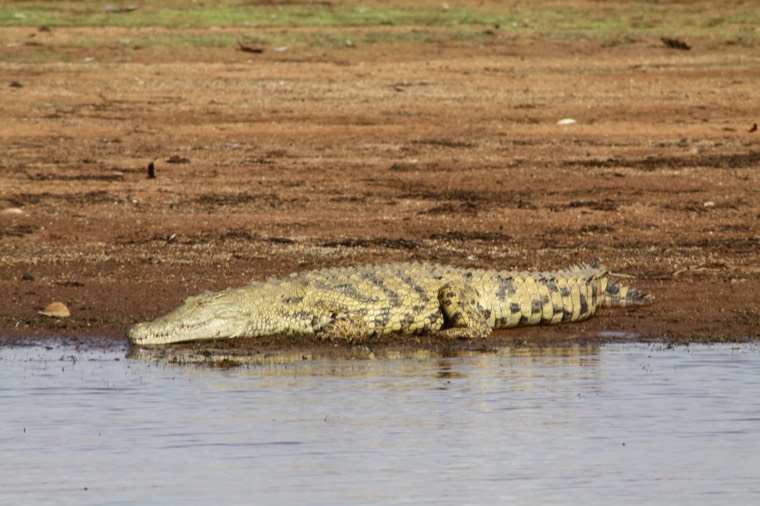 Nile crocodile on the sandbank