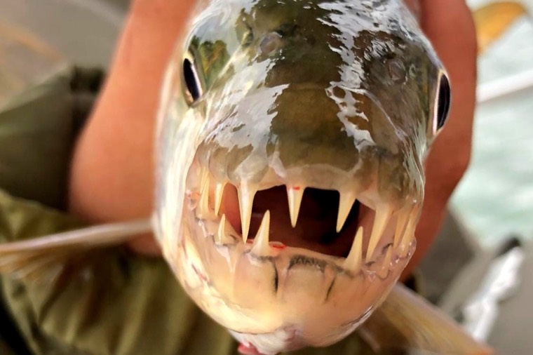 Close-up of a tiger fish's teeth